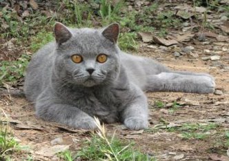 british shorthair outdoor cat