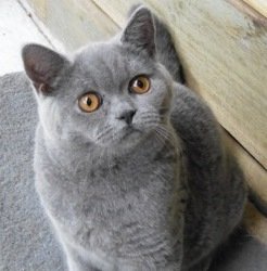 Ambritt British Shorthair Cats