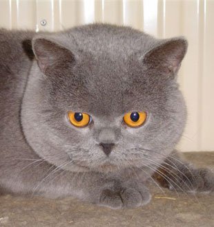 Ambritt British Shorthair Cats