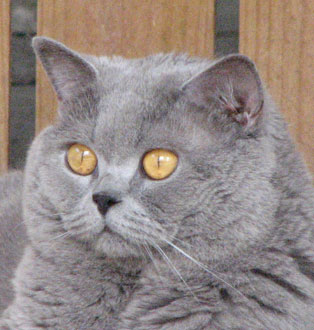 Ambritt British Shorthair Cats